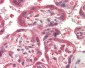 BIRC1 / NAIP Antibody (C-Terminus)